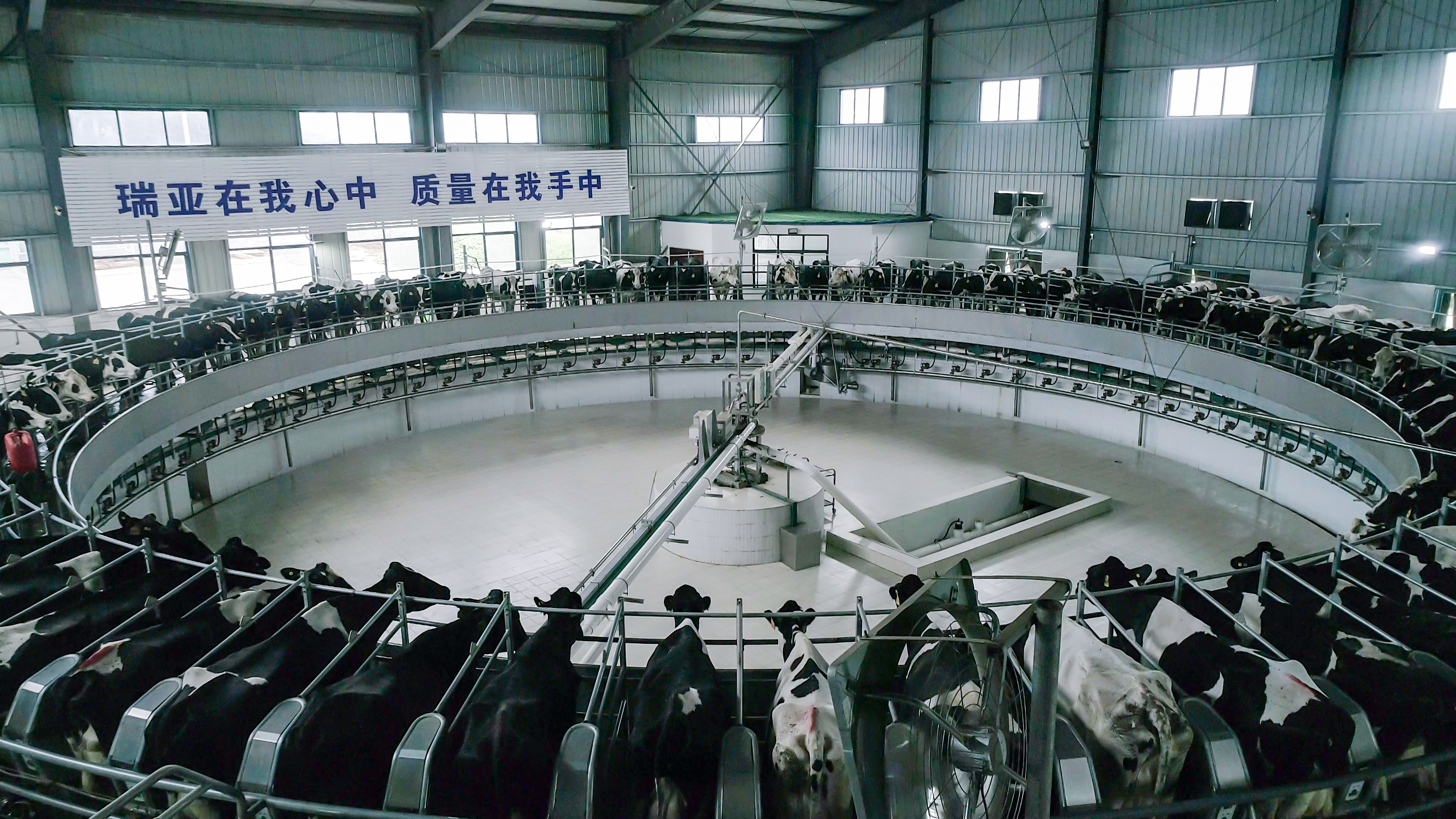 河南省人大常委會黨組書記、副主任孔昌生蒞臨花花牛魯山瑞亞牧場參觀調(diào)研