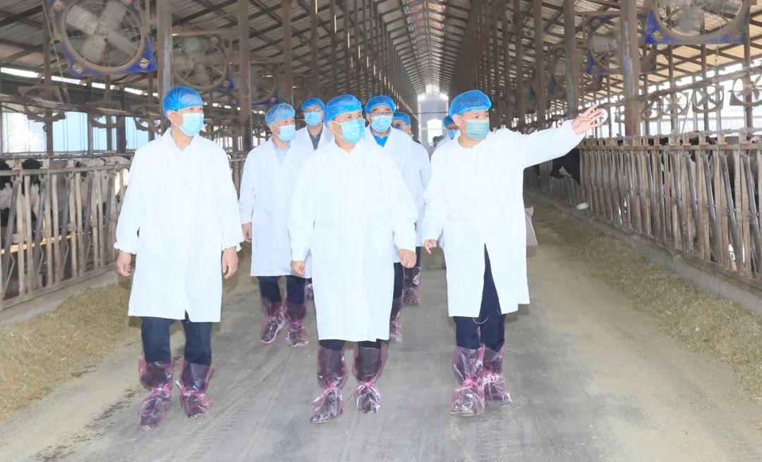 快訊丨河南省人民政府副省長武國定蒞臨花花牛乳業(yè)集團瑞亞牧業(yè)調研奶源基地建設情況