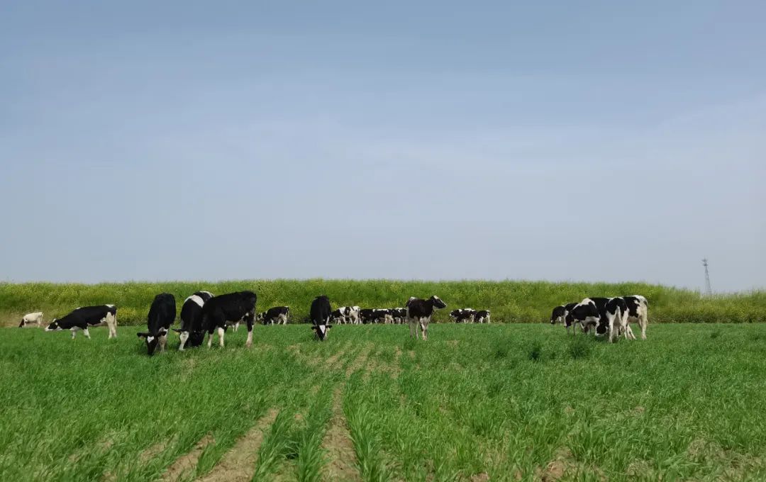 繼往開來 · 再創(chuàng)輝煌 | 花花牛乳業(yè)集團(tuán)召開9月營銷、養(yǎng)殖及飼料月度經(jīng)營工作會議