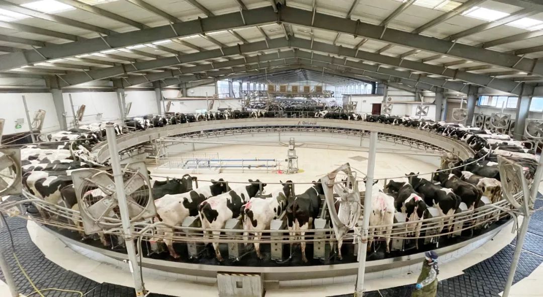 凝心聚力·贏創(chuàng)未來 | 花花牛乳業(yè)集團(tuán)召開營銷、養(yǎng)殖及飼料經(jīng)營工作會議