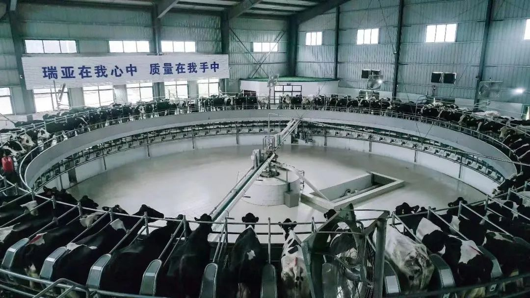 花花牛 | 河南瑞亞牧業(yè)入選“河南省畜禽核心育種場”