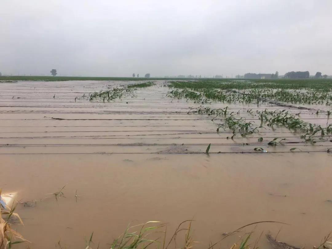 【乳報·聚焦】“豫”難而上的中原牛人“太中了”！