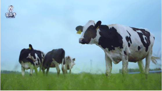 河南省高級(jí)人民法院院長胡道才一行蒞臨花花牛乳業(yè)集團(tuán)開展“萬人助萬企”活動(dòng) 助力企業(yè)發(fā)展