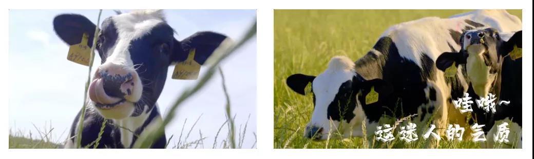 榮譽(yù) | 2019年度河南省美麗牧場名單新鮮出爐 花花牛乳業(yè)集團(tuán)旗下六個(gè)牧場榜上有名 榮譽(yù) | 2019年度河南省美麗牧場名單新鮮出爐 花花牛乳業(yè)集團(tuán)旗下六個(gè)牧場榜上有名