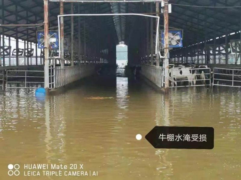 【乳報·聚焦】“豫”難而上的中原牛人“太中了”！